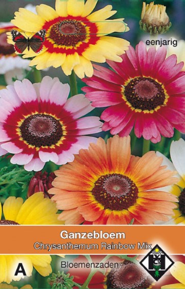 Ganzebloem Rainbow Mix (Chrysanthemum) 350 zaden HE